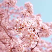 하루단 (@haru_danv) 's Twitter Profile