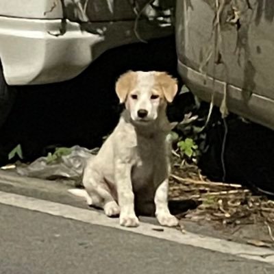 mairumairuさんのプロフィール画像