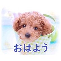 わん (@2csszntojy7si7n) 's Twitter Profile