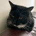 Flynn ๐ฑMalibu๐Basil (@sharon_cantley) Twitter profile photo Flynn ๐ฑMalibu๐Basil (@sharon_cantley) Twitter profile photo