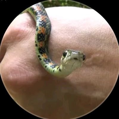 二児の父☆生き物好きユーチューバー☆2021年から本格始動 #昆虫 #蛇 中心に日本固有種なる生き物を採集・観察・飼育! #投資家 #極真空手家 #個人事業主 インスタ→https://t.co/hyzGvwohYZ
