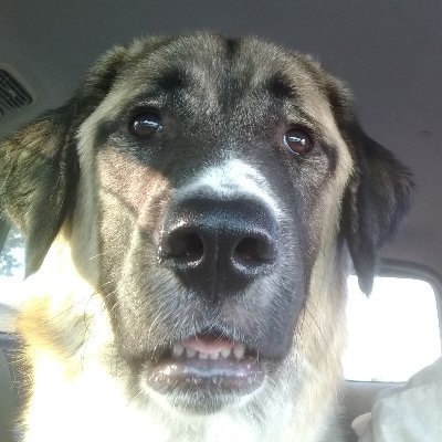 Old dogs are best.