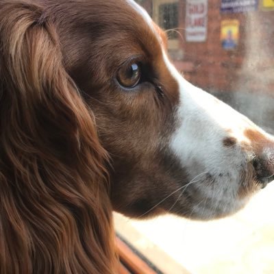 KingdomWendy's profile picture. Freelance Medical Writer and Vicar's Wife