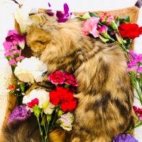 めるるらぴ (@tomomel0317) 's Twitter Profile