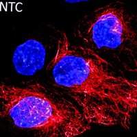 Mechanobiology News (@mechanobiol) 's Twitter Profile