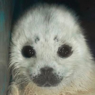 ✼ꙮ꧂❉***********さんのプロフィール画像