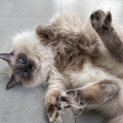 tinceles's profile picture. Fangirling account only! and bit of everything blah blah blah!!!😉