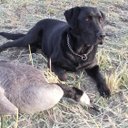 Paul Visentin - @paulvisentin - Twitter