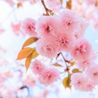 jim chang (@chonfei469999) 's Twitter Profile