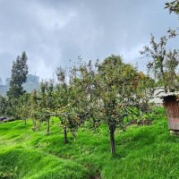 mohammed khalid (@tornman95) 's Twitter Profile