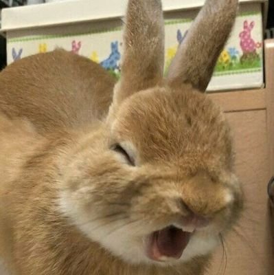 Lesbbit's profile picture. 