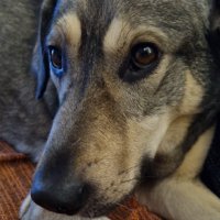 Olafs Satire-Kanal (@olaf82119905) 's Twitter Profile