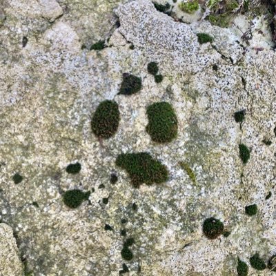 aozorashirakumo's profile picture. 日記のかわりのような使い方してます。3.11以降生活が大変になりました。一番の関心は我が健康。全体主義に傾きつつある日本社会の流れに恐怖。ブロック基準に採用してます→@BlockYaccyaUYO 和歌山県大好き。