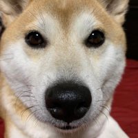 うめしゅー (@umeko6699) 's Twitter Profile