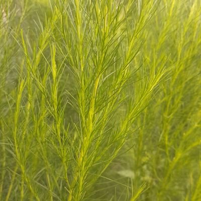 enanggg's profile picture. Orang biasa