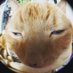 connor (@corvevo) Twitter profile photo connor (@corvevo) Twitter profile photo