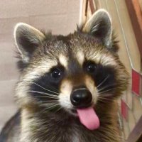 raccoon aesthetic.(@raccoonesthetic) 's Twitter Profile Photo