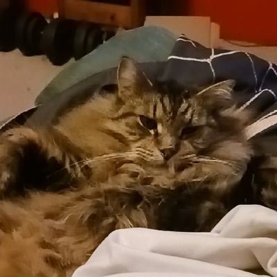 HeriYuliant24's profile picture. Join the MOONGOOSE Community! CA: BHgFvpoT5wuLpVoiw8h6YF8KfoZQ6VVVE6gKEqZcgh2A