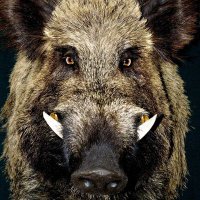 Boarwhacker (@boarwhacker) 's Twitter Profile