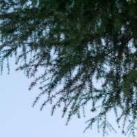 ミライ (@torimune_3) 's Twitter Profile