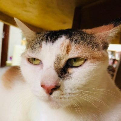 TeslaHODL's profile picture. 