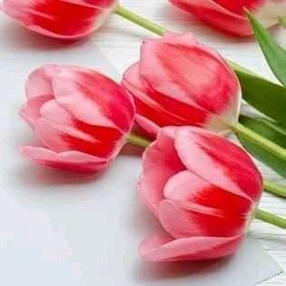 euheliotaglion7's profile picture. GOLEM is a unique NFT collection that embodies the power and majesty of mythical creatures. Discover the world of GOLEM, become a part of history.