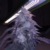 Home Growers 420 Thailand (@tussweetd) Twitter profile photo Home Growers 420 Thailand (@tussweetd) Twitter profile photo