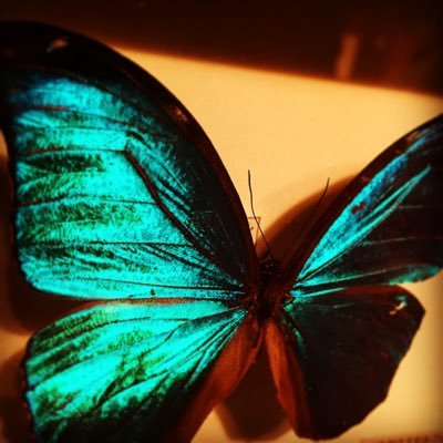 shadow_arcard's profile picture. とある音響機器販売会社の社員アカ。
ケースじゃなくて、こちらはいろんな曲を作る人。