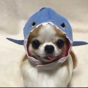 NotSharq's profile picture. dogshark