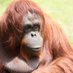 オラウータン (@orangutan4560) Twitter profile photo オラウータン (@orangutan4560) Twitter profile photo