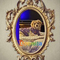 laperridonna (@laperridonna) 's Twitter Profile