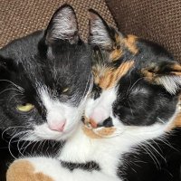 伊藤さんち (@itofamily1632) 's Twitter Profile