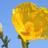 horned poppy