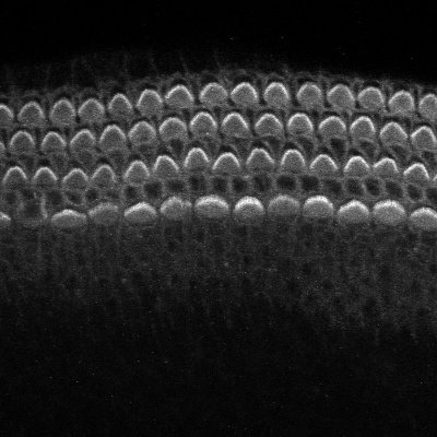 JonathanGale14's profile picture. Professor at the UCL Ear Institute, London