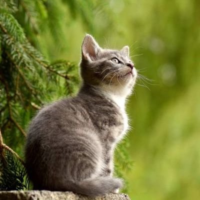 初めまして (๑ºั╰╯ºั๑)♡動物達が☘️大好きです❤️猫chan🐱好きฅ^•ω•^ฅ💕✨宜しくお願い致します🙇🏻♀️無言フォロー失礼致しますm(*_ _)m☘️フォーバック✨大変遅れますが…申し訳ありません🙇体調に合わせての拡散になりますが大変申し訳ありせんm(_ _)m宜しくお願い致します🙏🍀