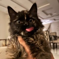 L (@lqwazo) 's Twitter Profile