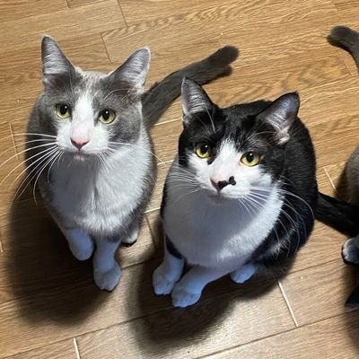 髪の毛を切る仕事。鍵アカ アフィカス botはブロック。ツイートは流れ星。パルマー教チョキ会所属。会員No.2。特技は「スクショ芸」。ルビコン川を渡りし者。
