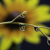 Luis Loshi (@loshiluis29062) 's Twitter Profile