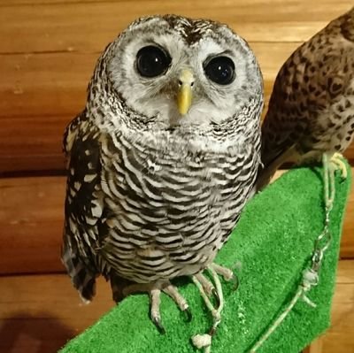 味噌、塩、醤油、とんこつも好き      　　    
　　　　　　　　　　　　　　　　　　　　　　　　　　　　　　　券売機で迷ったら左上にあるのがその店の推し!これを忘れないように🖐️