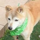 chipucho's profile picture. 柴犬とレモンサワーが好きです🍋🐶　　　　　
　　　　　　　　　　　　　　　　　　　　　　　　　　大前町田/さらば/エハラマサヒロ / きのした🐦‍⬛
　　　　
　　　　　　ひっそりお笑いLIVE行ったりもしたり