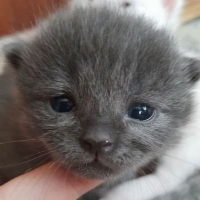 fh_xle's profile picture. ✞︎рисую✞︎ портреты | непоющей птице нет смысла жить | аху...