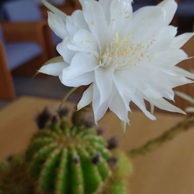 こしあんさんのプロフィール画像