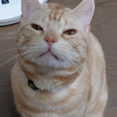 Q4476095675784's profile picture. 1976年オッサン垢です