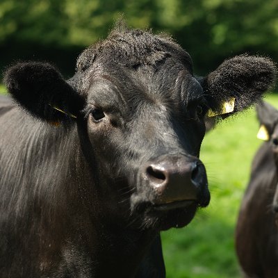 @FarmAdapt is @agriculture_ie funded project on climate adaptation strategies for Irish agriculture. Led by @teagasc in collaboration @ucdagfood & @TUDUBLIN