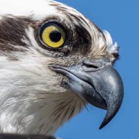 Devon Osprey Partnership(@DevonOspreys) 's Twitter Profile Photo