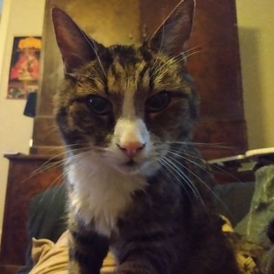 Aodath's profile picture. Frihetsextremist. Bugar bara för min katt, som lotsar mig genom det här drömlandskapet. #Swexit