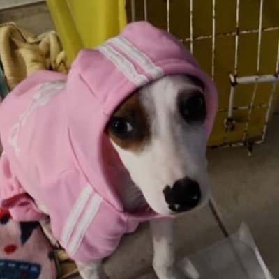 laumysteries's profile picture. rj - dev