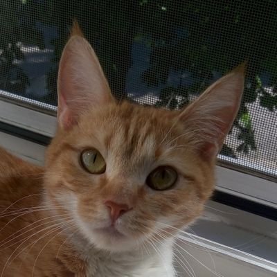 Nishporka_twi's profile picture. Все бачу!