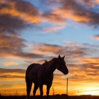 Texas Lady (@spicylady4) 's Twitter Profile