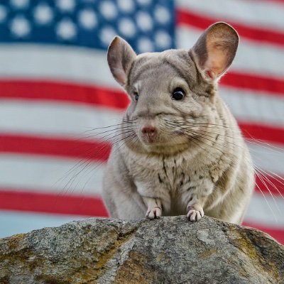 Patriot Muffy Profile